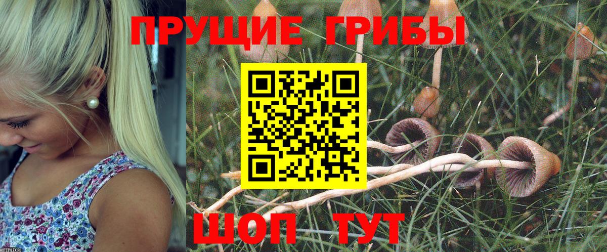 Кимовск  Псилоцибиновые грибы Cubensis  Вход с VPN  Галлюциногенные грибы Magic Shrooms 